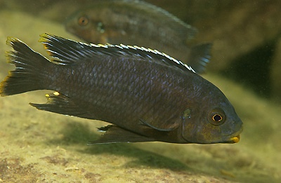 Petrotilapia sp. 'fuscous' Nakantenga Island